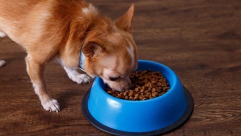 Chihuahua eating dog food from a bowl