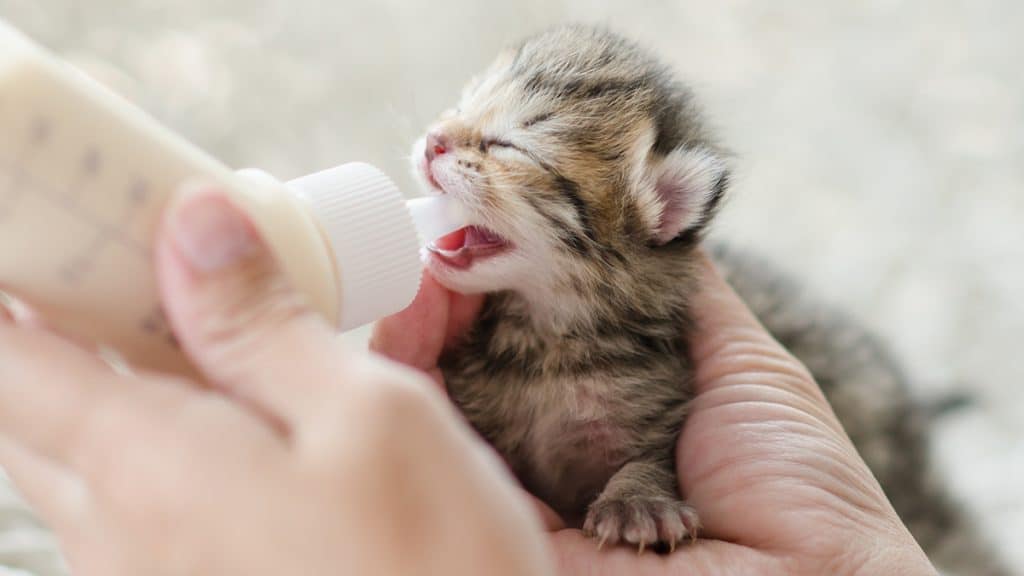 Kitten Formula | The Best Kitten Formulas for Nutrition in the First Weeks