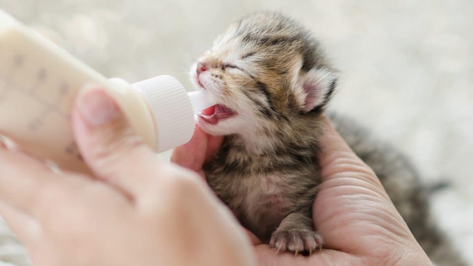 kitten eating formula
