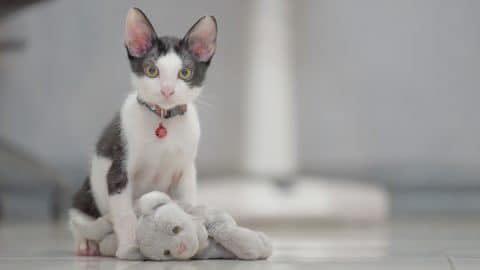 kitten in collar with toy