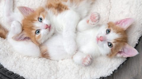kittens in bed