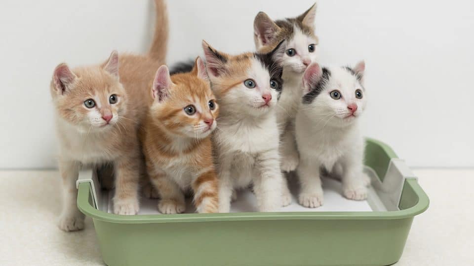 kittens in kitten litter box