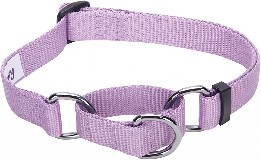 Martingale Dog Collars How to Use Them and Which Ones Are Best