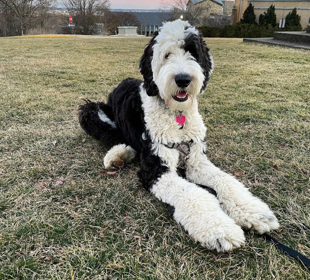 Black and white Sheepadoodle stretched out on grass