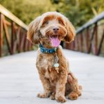 Havapoo Dog Breed Facts & Information | The Dog People by Rover.com