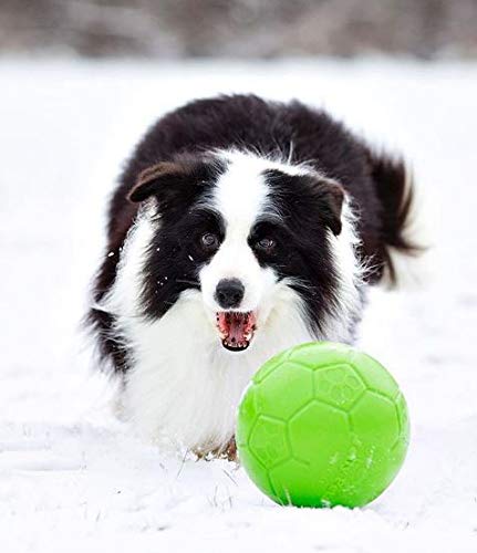 Dog playing with Jolly Pets green soccer ball