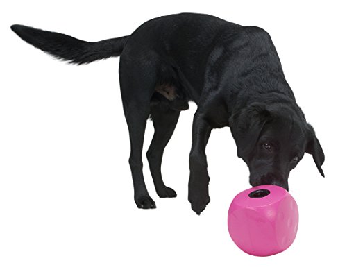 dog playing with Buster Cube treat-dispensing toy
