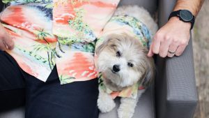 Dog Hawaiian Shirts Dog Threads Apres BBQ matching dog and family Hawaiian shirt