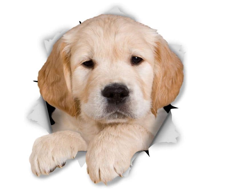 Golden Retriever Gift Decal