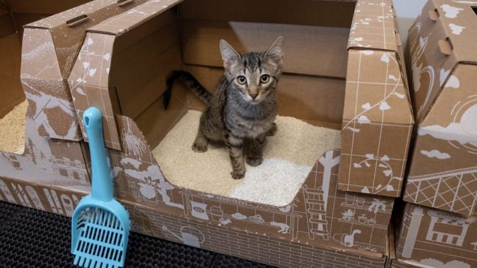kitten using Kitty Poo Club litter box