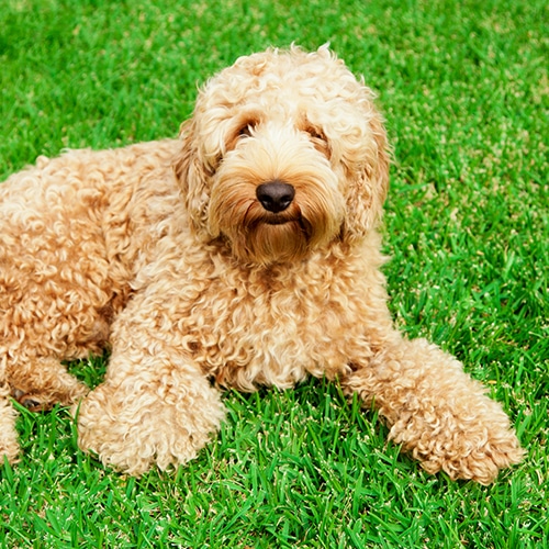 Labradoodle sitting in grass
