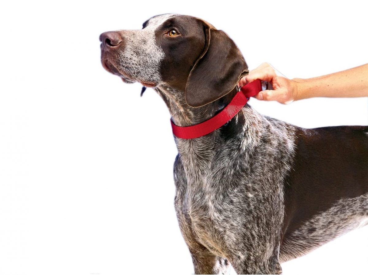 Estado menor Distinguir Martingale Collar For Dogs | How to Use Them and Which Ones Are Best