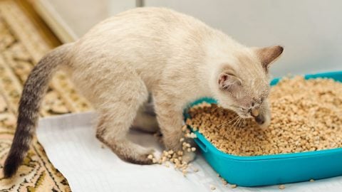 kitten digging in cat litter