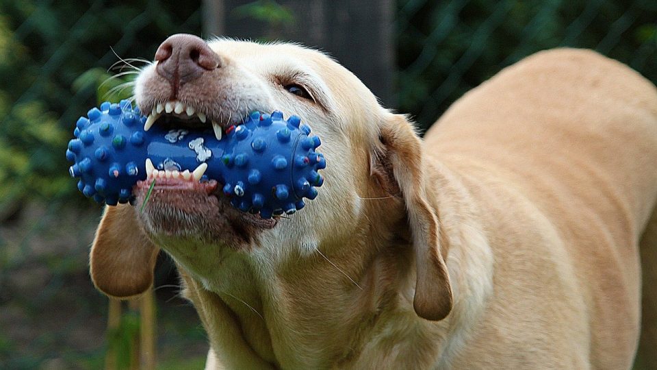 Best Chews cover image