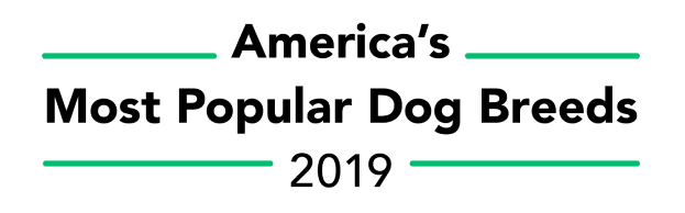 America’s Most Popular Dog Breeds