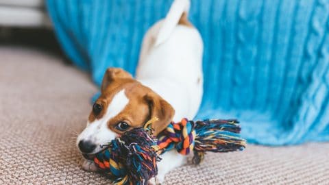 terrier puppy chewing on a rope toy