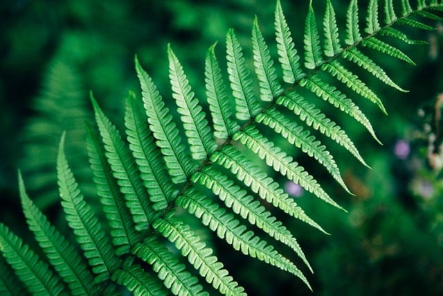 Are Ferns Poisonous To Cats? The Dog People by