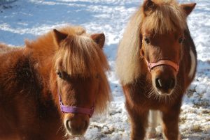 Two Miniature Horses in the snow