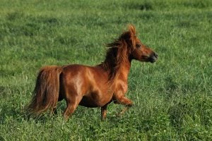 the cost of raising a mini horse involves time and money