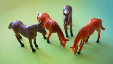 Miniature Horse cover image