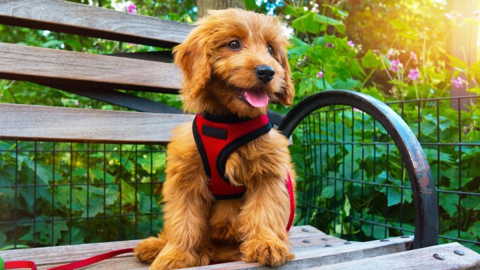 small dog wearing harness