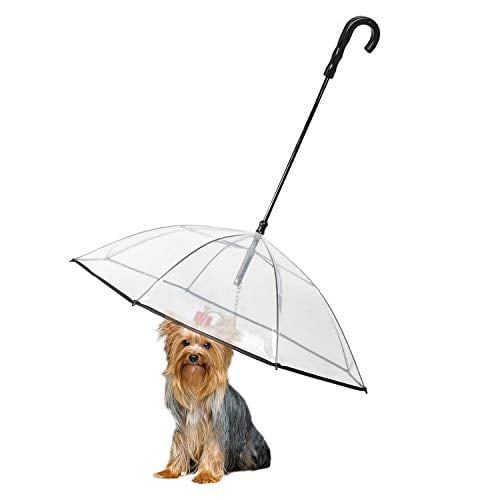 Shih Tzu sitting under clear plastic umbrella with handle