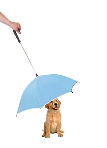 Puppy sitting under opaque blue umbrella held by human