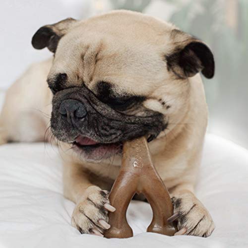 small pug lying down chewing on a Benebone Small Wishbone