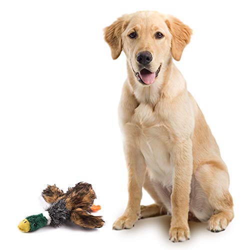 Duck Dog Toys The 6 Best Duck Toys for Your Dog