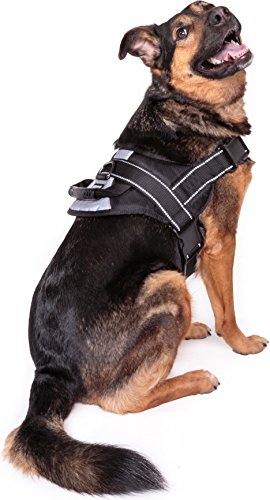 German Shepherd in extra-large Friends Forever dog harness