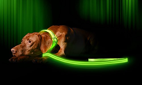 Chocolate lab with glowing green leash and collar