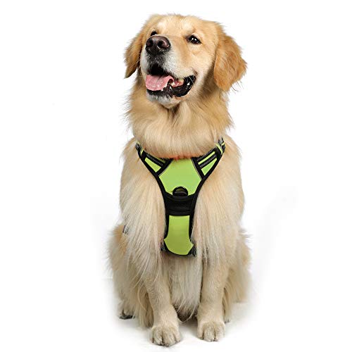 Golden Retriever in green vest harness for dogs