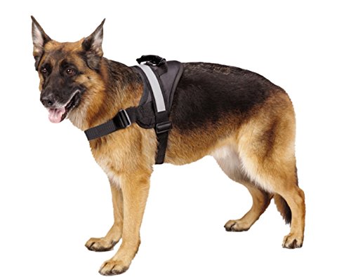 great dane harness amazon