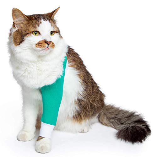 Cat with green medical sleeve from paw to shoulder