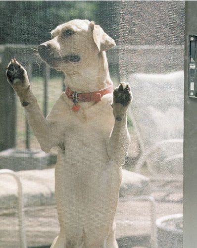 dog standing on porch with forepaws up against the Phifer Pet Screen Kit