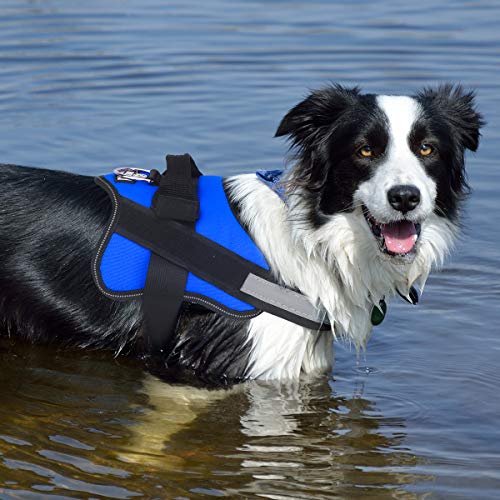 dog wading in blue Bolux harness