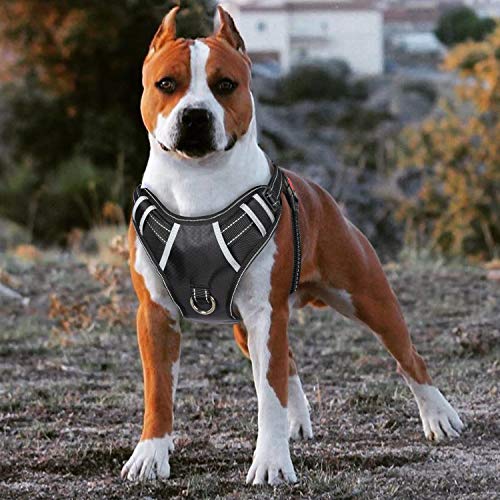 Dog in BabyItrl vest harness with front D-ring