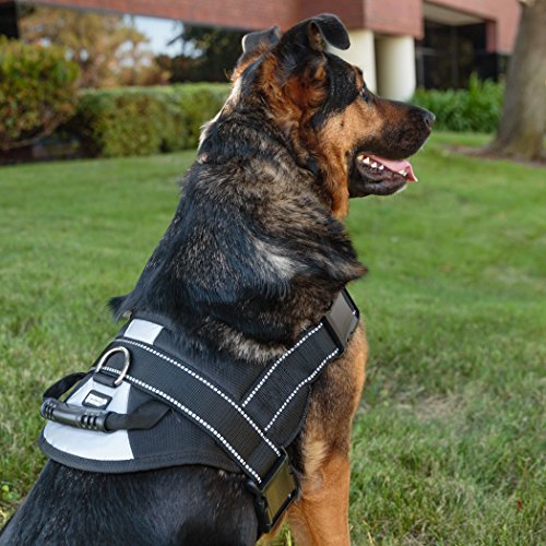 Great Dane Harnesses The 5 Best Harnesses for Walking Your Big Dog