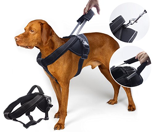 Dog in thick padded harness