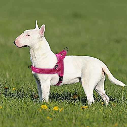 Dog in pink Didog harness in a grassy field