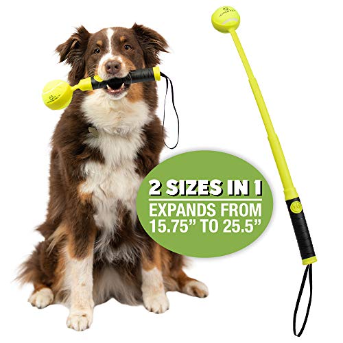 Dog holding black and yellow Hyper Pet Throw-N-Go with ball in it's mouth, also shows launcher by itself at full length