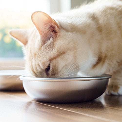 cat eating out of stainless steel bowl