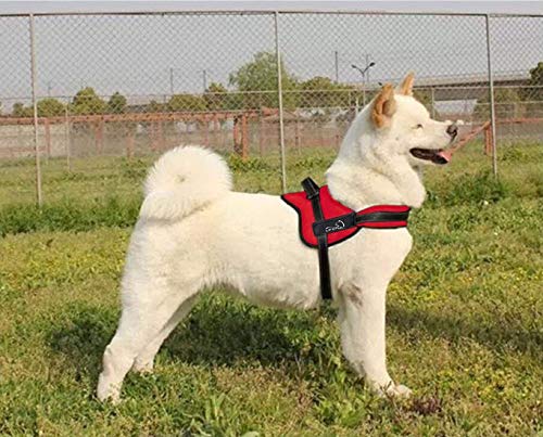 Fluffy white dog wearing red Lifepul harness