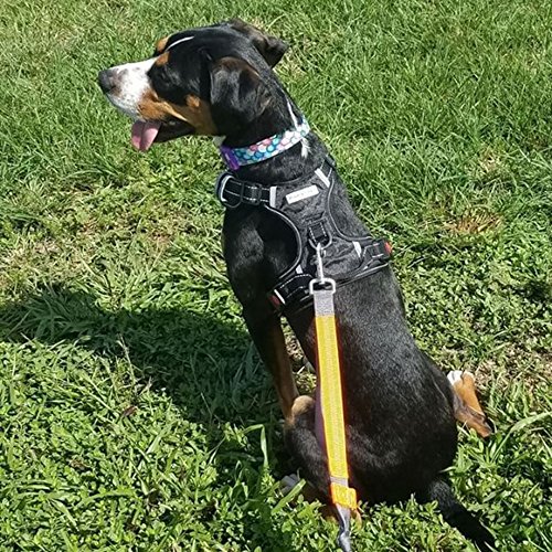 Dog sitting on grass in BabyItrl harness with back-facing D-ring