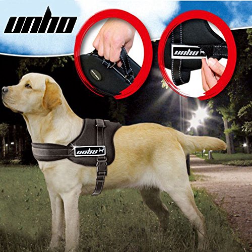 Labrador in padded UNHO harness with reflective stitching