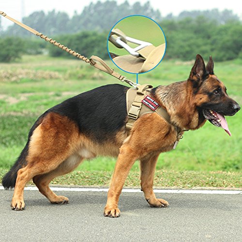 German Shepherd in tactical dog harness