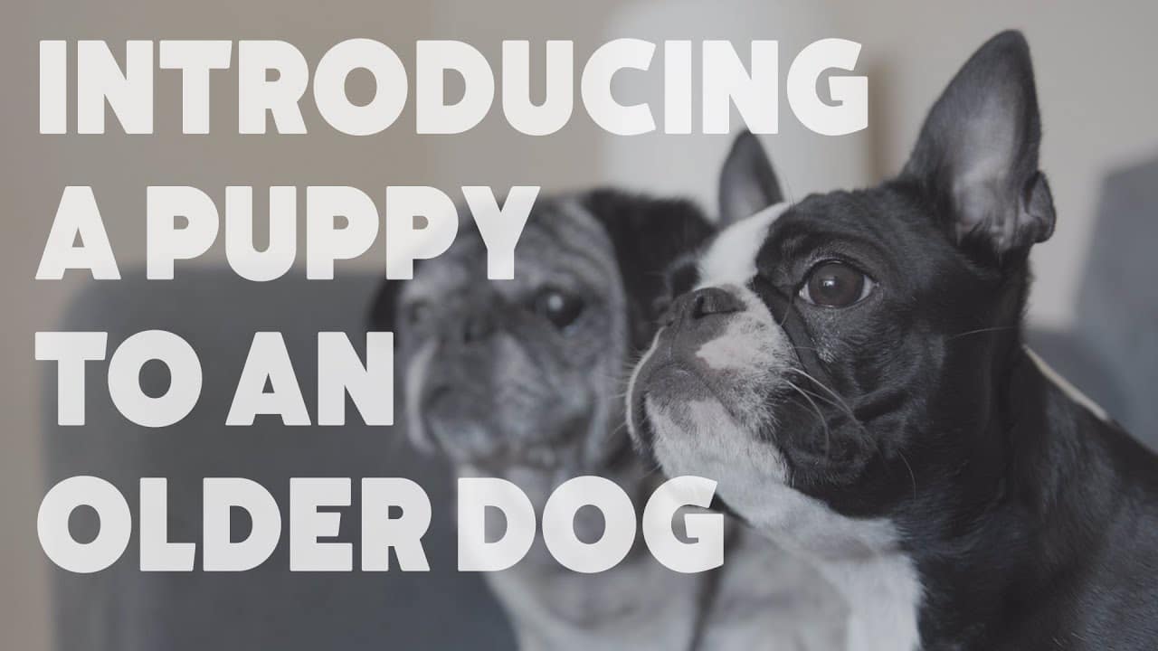 Consejos sobre cómo presentar un cachorro a un perro adulto