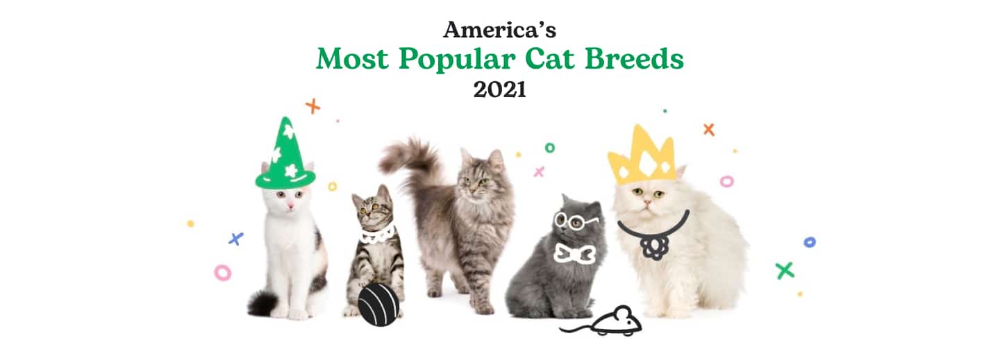 America’s Most Popular Cat Breeds