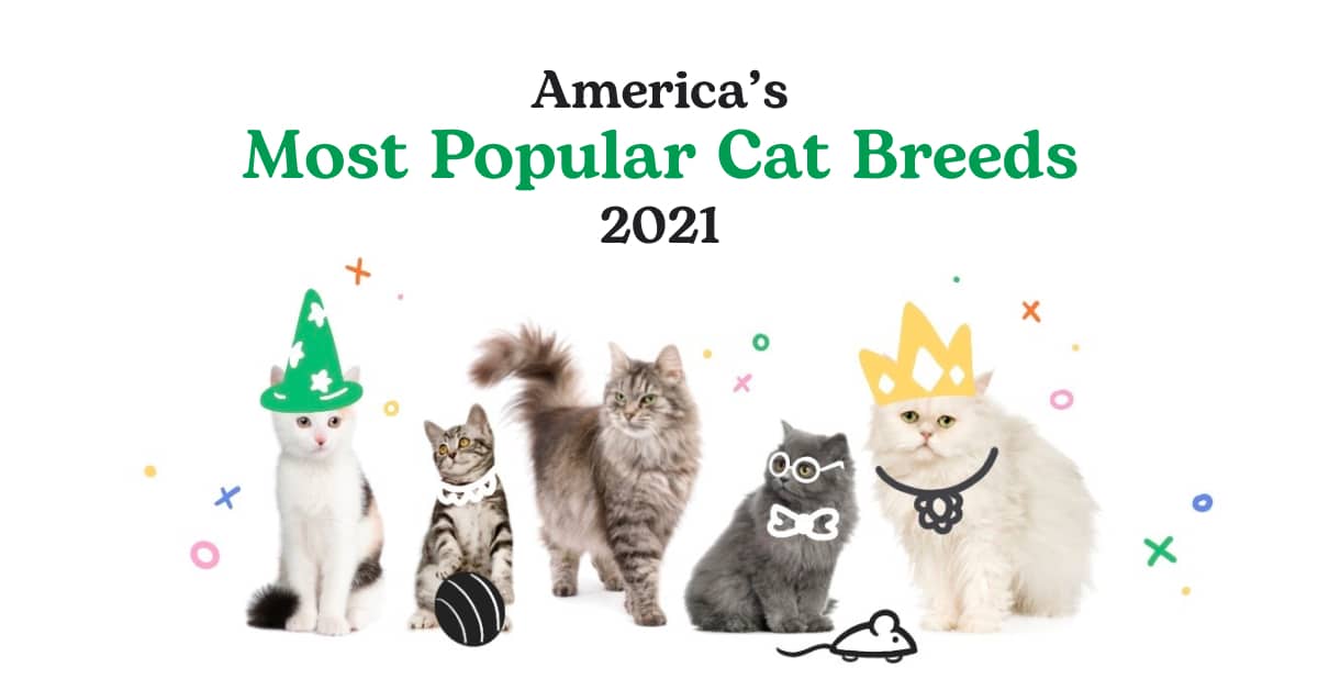 World's most popular cat breeds