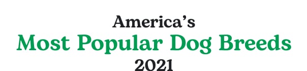 America’s Most Popular Dog Breeds 2021